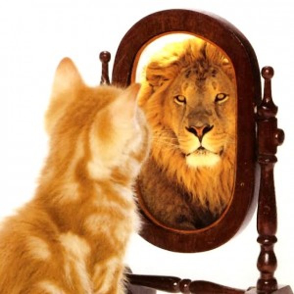 Le chat qui se voit lion dans le miroir
